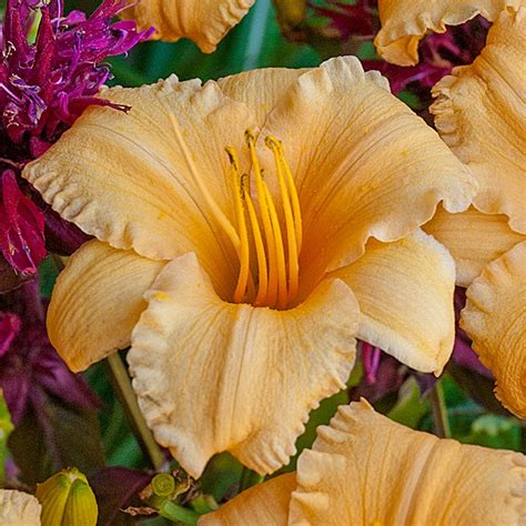 Apricot Sparkles Daylily Perennial Plant Perennials At