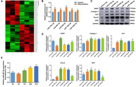 MiR 497 5p Regulates Osteo Odontogenic Differentiation Of Stem Cells