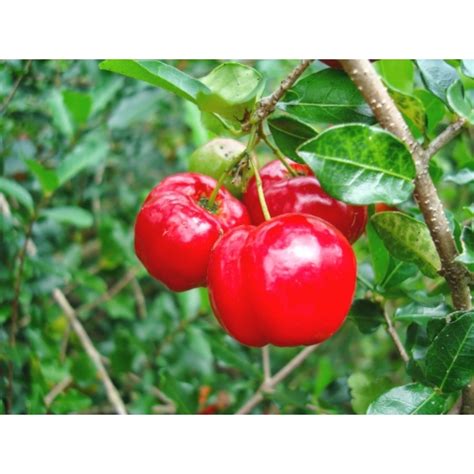 Acerola Gigante Malpighia Emarginata Flora Rara