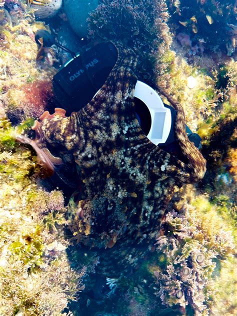 Common Sydney Octopus From Bateau Bay Nsw Australia On July At