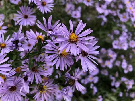Astéracées: Famille des Asteraceae, fleurs, reproduction