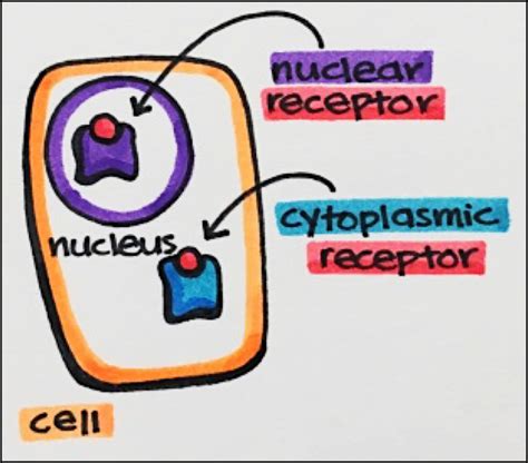 Nuclear Receptors Principles Of Pharmacology Study Guide