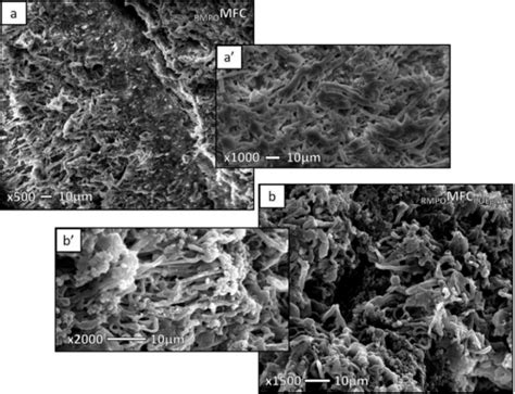 7 Sem Micrographs Of Chemically Etched Freeze Fracture Surfaces Under