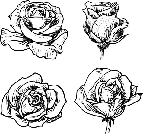 Imágenes De Rosas Para Dibujar Dibujos De Colorear