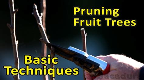 Pruning Fruit Trees Basic Techniques Video General Fruit Growing Growing Fruit