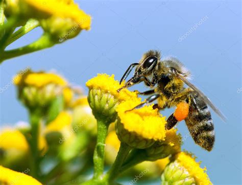 Abeja O Abeja En Lat N Apis Mellifera