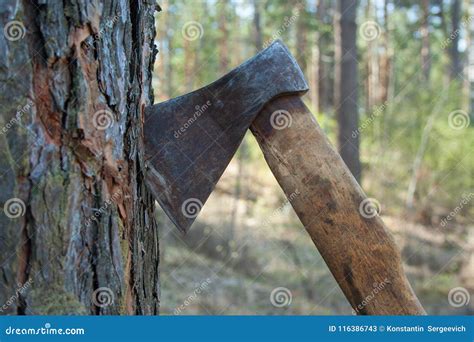 Dirty Hatchet In Tree Stock Image Image Of Outside 116386743