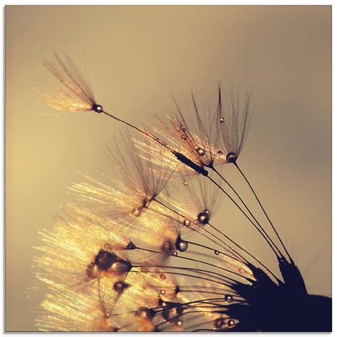 Das Glasbild Mit Dem Motiv Pusteblume Goldene Schirmchen Des