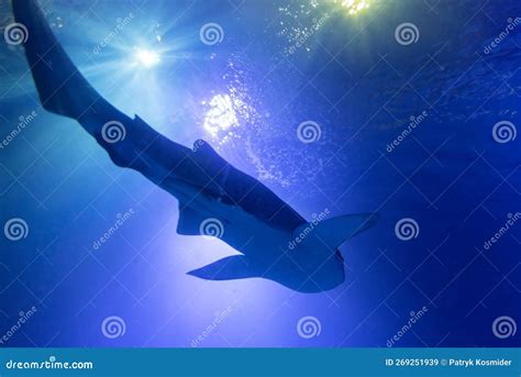 Shadow Of The Shark Underwater Stock Image Image Of Enjoy Grey