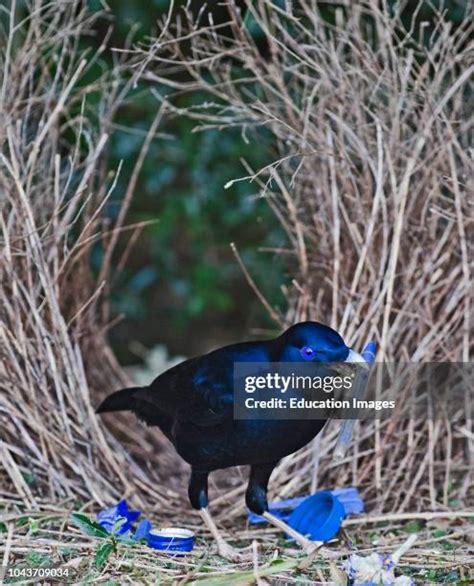 Bower Bird Nest Photos And Premium High Res Pictures Getty Images