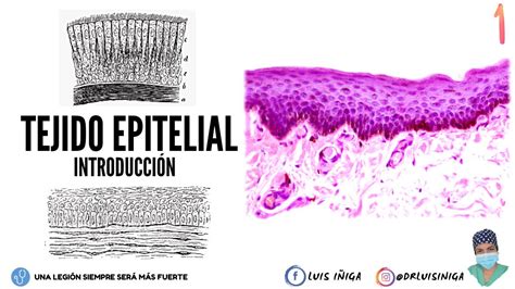 Histología Tejido Epitelial Generalidades Características Origen Embrionario Funciones