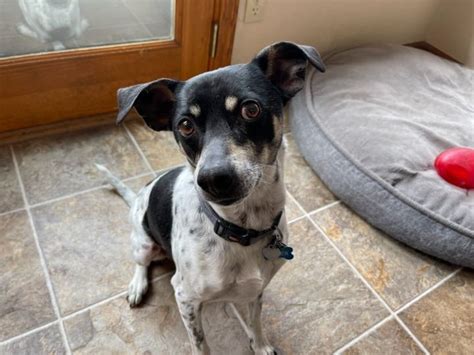 Dog For Adoption Joxer A Whippet And Rat Terrier Mix In Colorado