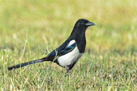 Elster Naturfotografie G M Dahmen Bilder Fotos