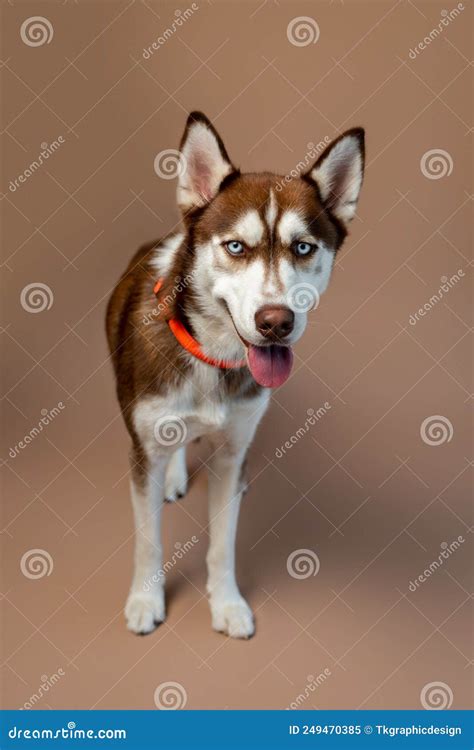 Perro Husky Rojo En Un Estudio De Fondo De Bronceado Foto De Un