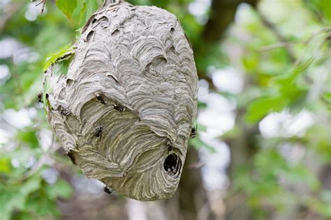 How To Get Rid of Hornets Safely and Effectively - Bob Vila