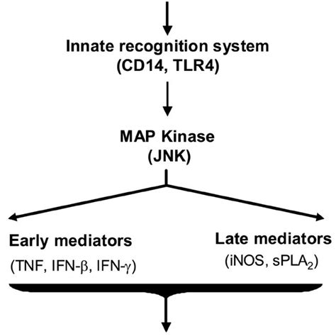 Extracellular Hmgb1 Functions As An Alarmin Signal Download