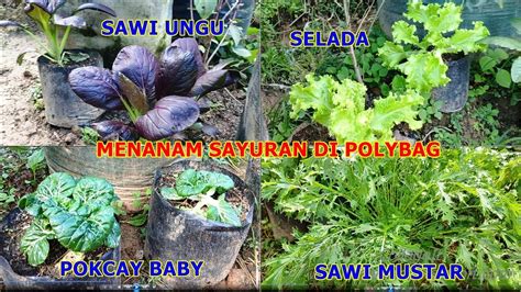 Revieu Menanam Sayuran Di Polybag Pokcay Baby Sawi Ungu Sawi Mustar