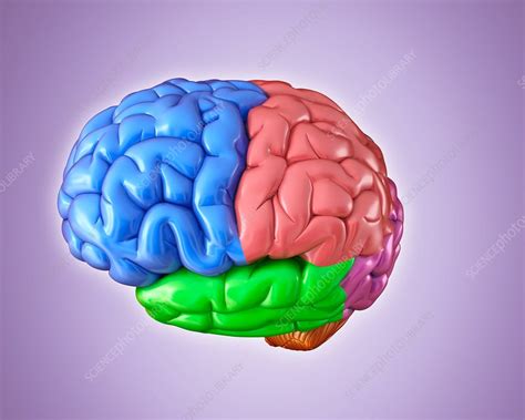 Human brain regions, illustration - Stock Image - F017/9877 - Science ...