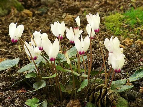 Cyclamens How To Grow And Care For Cyclamen Plants Indoors Or In The