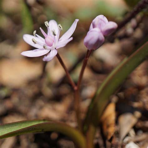 Cebulica dwulistna Scilla bifolia opis wygląd wymagania uprawa i