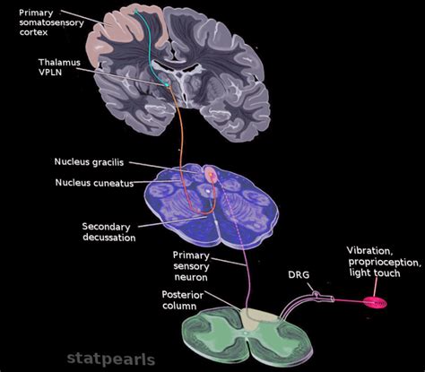 [figure Posterior Column Image Courtesy S Bhimji Md] Statpearls