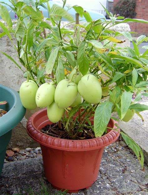 pepino melon pear plant november 15th 2011 | Flickr - Photo Sharing!