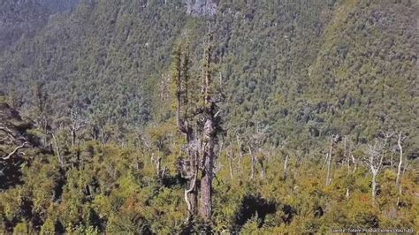 Il Grande Avo L Albero più Antico del Mondo