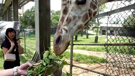 六福村野生動物園親手餵食長頸鹿 Youtube