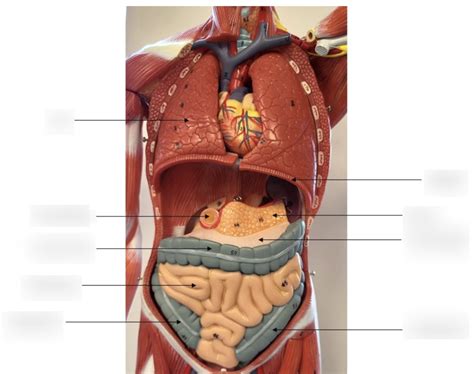 A P II Practical 2 Digestive Model 2 Diagram Quizlet