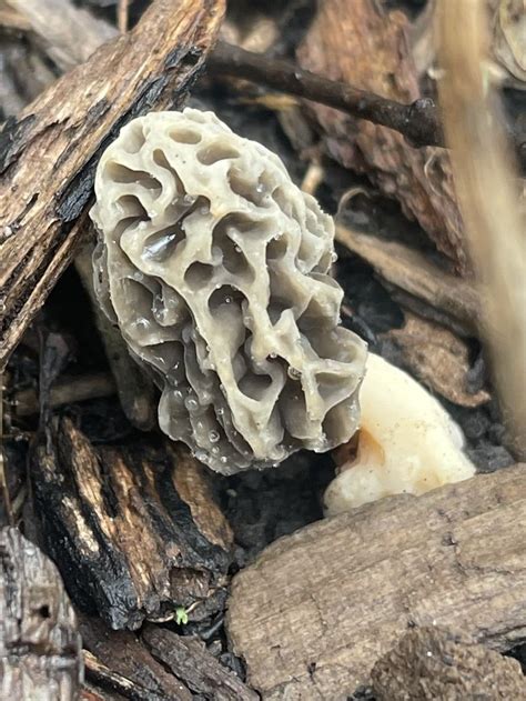 First Morel Spotted This Season 🙌 Rmycology