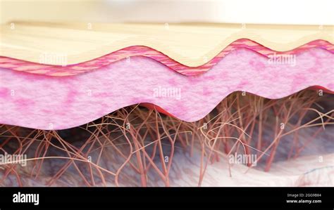 Collagen fibers hi-res stock photography and images - Alamy