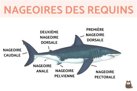 Anatomie Du Requin Guide Complet