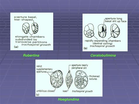 Ppt Superfamilies Orbitodacea Spirillinacea Duostominacea And