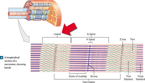 Solved Art Based Question Muscle Tissue Question Of Chegg