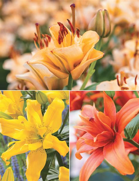 Double Asiatic Lilies Collection Tesselaar