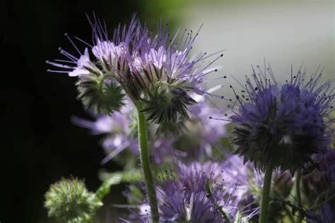 How To Grow Phacelia - A Beneficial Native Plant - Farmhouse & Blooms