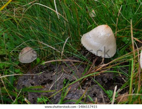 Petticoat Mottlegill Panaeolus Papilionaceus Grows On Stock Photo