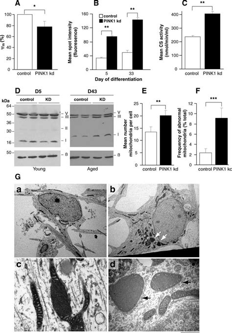 Mitochondrial Abnormalities In Pink1 Deficient Neurons A Pink Download Scientific Diagram