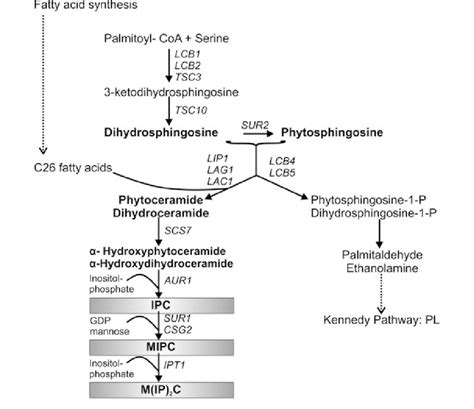 5 Sphingolipid synthesis in S. cerevisiae. For details see text. IPC... | Download Scientific ...