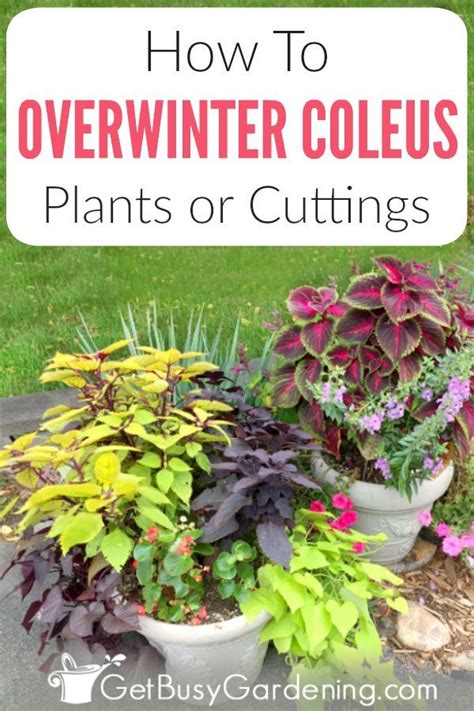 How To Overwinter Sweet Potato Vines Indoors Artofit