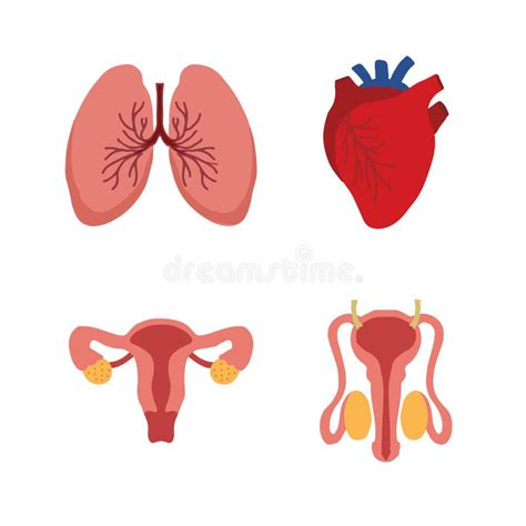 Human Internal Organs Cartoon Anatomy Body Parts Heart And Lungs