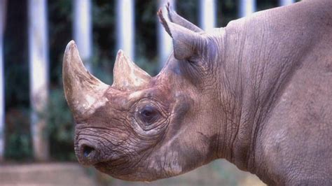 Rhino Poaching In South Africa Drops Slightly Bbc Newsround