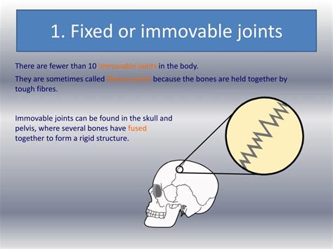 PPT - Joints and their classifications PowerPoint Presentation, free ...