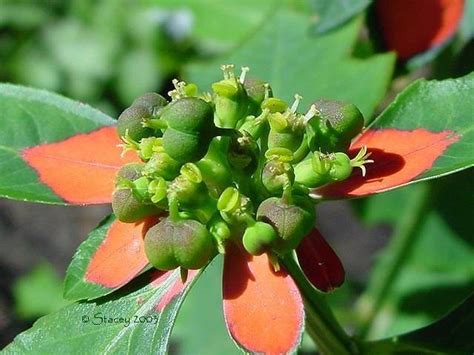 Plantfiles Pictures Euphorbia Species Mexican Fire Plant Mexican