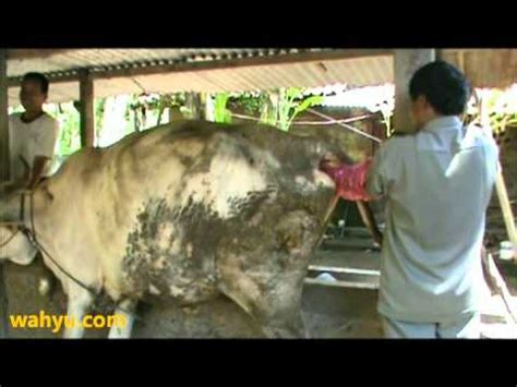 Inseminasi Buatan Pada Sapi YouTube