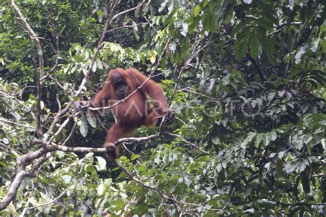 ORANG UTAN LIAR ANTARA Foto