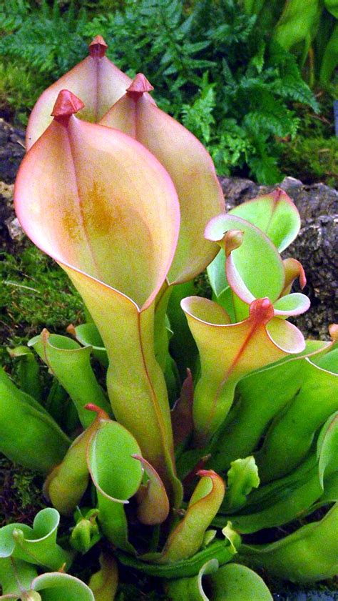 Blog Cay An Thit Protocarnivorous Plant