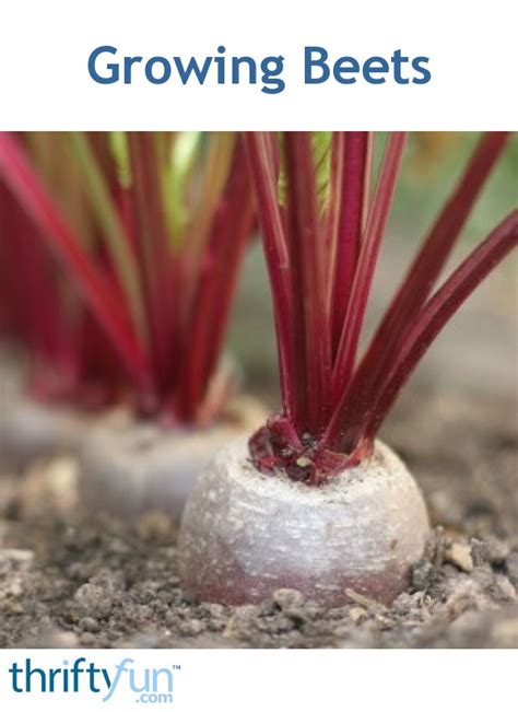 Growing Beets | ThriftyFun