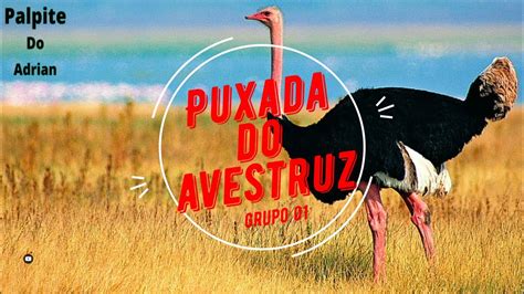 Puxada Do Avestruz Jogo Do Bicho YouTube