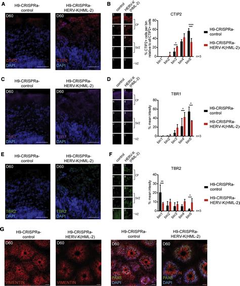 Activation Of Herv K Hml Disrupts Cortical Patterning And Neuronal